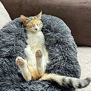 Isis a rejoint le concours — aidez-le/la à gagner de superbes lots ! cat, pet, sleeping, cozy, fluffy_bed, paws, tail, indoor, sofa, relaxation, feline, fur, cute, resting, comfort, animal, domestic, peaceful, whiskers, nap