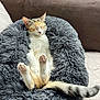 cat, pet, sleeping, cozy, fluffy_bed, paws, tail, indoor, sofa, relaxation, feline, fur, cute, resting, comfort, animal, domestic, peaceful, whiskers, nap