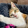 Isis a rejoint le concours — aidez-le/la à gagner de superbes lots ! cat, calico, close_up, fluffy, blanket, paw, green_eyes, pet, feline, resting, cozy, soft_texture, indoor, cute, animal, whiskers, relaxed, fur, nose, ear