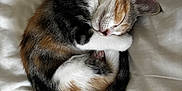 Isis participe au concours pour gagner de l'argent avec cette photo : cat, kitten, calico, sleeping, curled_up, fur, pet, animal, cute, white_bed, blanket, resting, domestic_cat, cozy, nap, whiskers, paw, feline, soft, peaceful