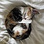 cat, kitten, calico, sleeping, curled_up, fur, pet, animal, cute, white_bed, blanket, resting, domestic_cat, cozy, nap, whiskers, paw, feline, soft, peaceful