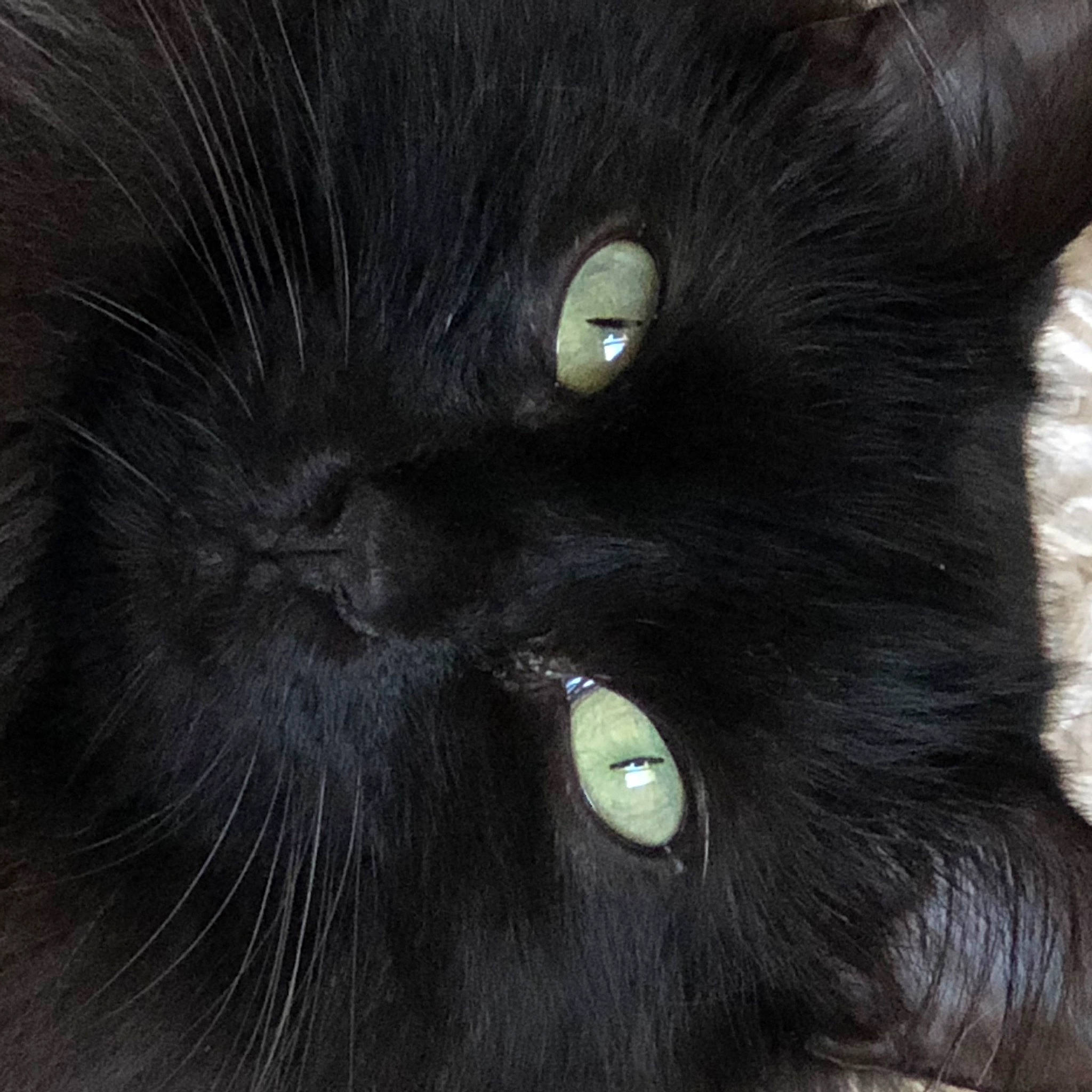 Louna a rejoint le concours — aidez-le/la à gagner de superbes lots ! black_cat, bombay, carnivore, cat, domestic_short_haired_cat, felidae, fur, small_to_medium_sized_cats, snout, terrestrial_animal, whiskers