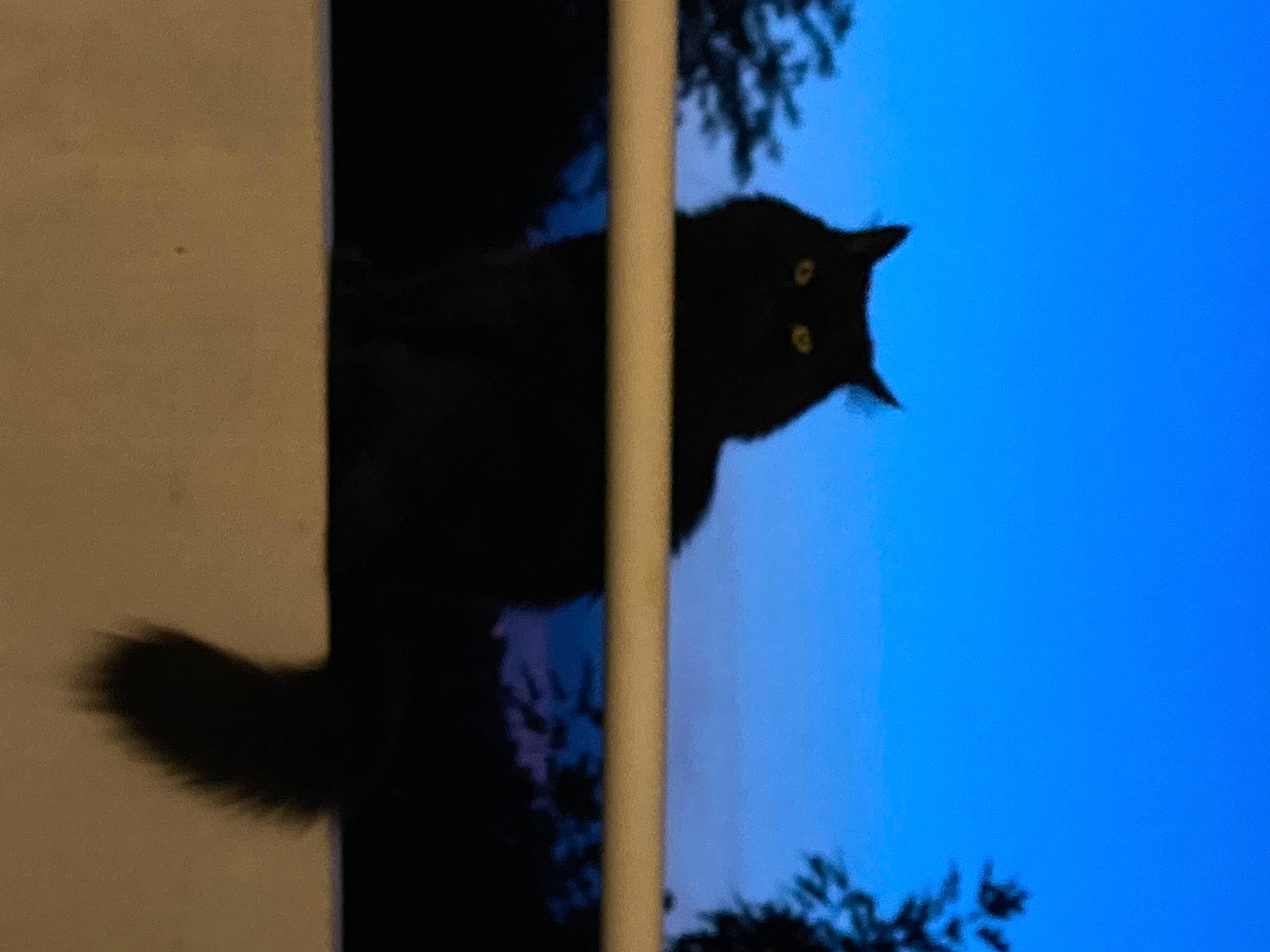 Louna a rejoint le concours — aidez-le/la à gagner de superbes lots ! azure, black_cat, carnivore, cat, darkness, domestic_short_haired_cat, electric_blue, felidae, fur, plant, shadow, sky, small_to_medium_sized_cats, snout, street_light, tail, tints_and_shades, tree, whiskers, window