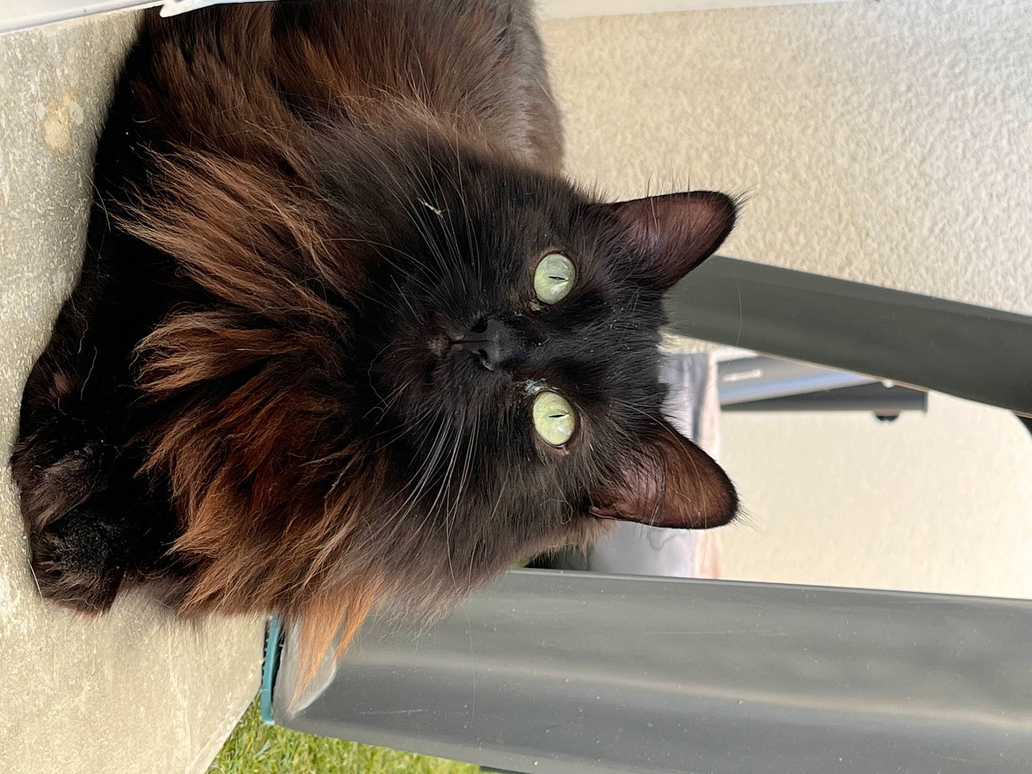 Louna participe au concours pour gagner de l'argent avec cette photo : black_cat, bombay, carnivore, cat, claw, collar, domestic_short_haired_cat, ear, fashion_accessory, felidae, fur, hair, liver, plant, small_to_medium_sized_cats, snout, tail, terrestrial_animal, whiskers