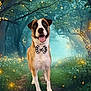 Nugget is registered to the contest to win money with this photo: dog, bow_tie, forest, path, fireflies, glowing_lights, nature, trees, grass, animal, pet, happy, tongue_out, mammal, outdoor, canine, whimsical, magical, cute, portrait