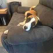 Nugget is registered to the contest to win money with this photo: dog, recliner, furniture, indoor, pet, brown_and_white, relaxed, canine, armrest, floor, home, comfortable, resting, looking, animal, cozy, living_room, cute, domestic, laying_down