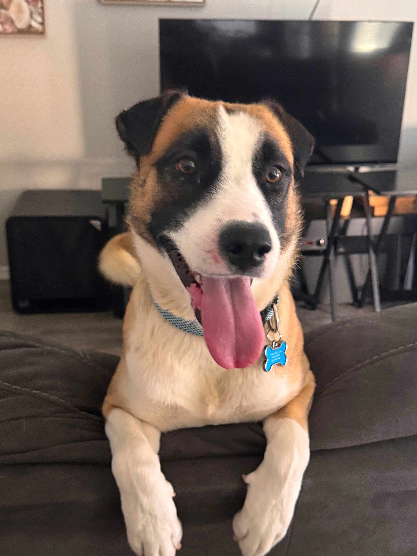 Nugget joined the competition — help win amazing prizes! dog, tongue_out, happy, pet, indoor, couch, living_room, collar, tag, furniture, television, brown, white, black, front_paws, close_up, canine, domestic_animal, resting, household