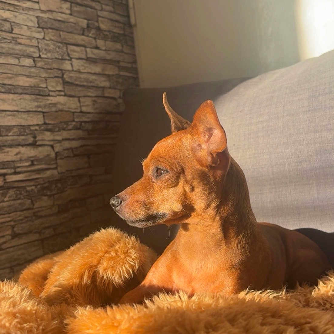 Nina a rejoint le concours — aidez-le/la à gagner de superbes lots ! dog, brown_dog, blanket, fluffy_blanket, sunlight, indoor, couch, stone_wall, pet, relaxing, cozy, side_view, fur, small_dog, resting, warm_light, home_interior, animal, canine, quiet