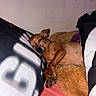 dog, sleeping, brown, blanket, pillow, bed, cozy, indoor, resting, pet, cute, animal, fur, relaxing, snuggled, small_dog, home, comfort, nap, peaceful