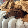 dog, brown_dog, resting, sleeping, fluffy_cushion, blanket, cozy, indoor, home, stone_wall, soft_texture, pet, relaxation, comfort, fur, snuggling, brown_blanket, cushion, furniture, quiet