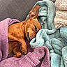 Nina participe au concours pour gagner de l'argent avec cette photo : dog, sleeping, blanket, cozy, brown_dog, couch, nap, fur, pet, relaxing, resting, indoor, cute, small_dog, fur_texture, comfortable, snuggling, soft, warm, peaceful