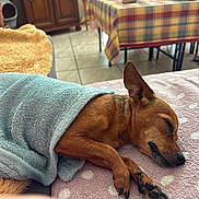Nina participe au concours pour gagner de l'argent avec cette photo : dog, sleeping, blanket, bed, indoor, cozy, brown_dog, nap, fur, paw, ear, table, tablecloth, tile_floor, cushion, wooden_cabinet, quiet, rest, relaxation, domestic