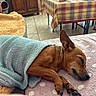 dog, sleeping, blanket, bed, indoor, cozy, brown_dog, nap, fur, paw, ear, table, tablecloth, tile_floor, cushion, wooden_cabinet, quiet, rest, relaxation, domestic