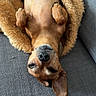 dog, small_dog, blanket, couch, lying_down, relaxed, sleepy, brown_dog, pet, fur, paw, snuggled, cozy, indoor, canine, resting, fur_texture, animal, one_ear_up, cute