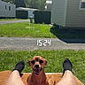 dog, person, legs, grass, outdoor, sunny, mobile_home, relaxation, time_overlay, music_overlay, black_socks, brown_dog, smiling_dog, reclining, daytime, nature, vacation, happy, leisure, sunlight
