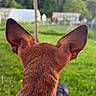 dog, brown_dog, ears, back_view, grass, outdoor, garden, nature, greenery, blurred_background, trees, daylight, pet, canine, animal, summer, relaxation, watching, field, leisure