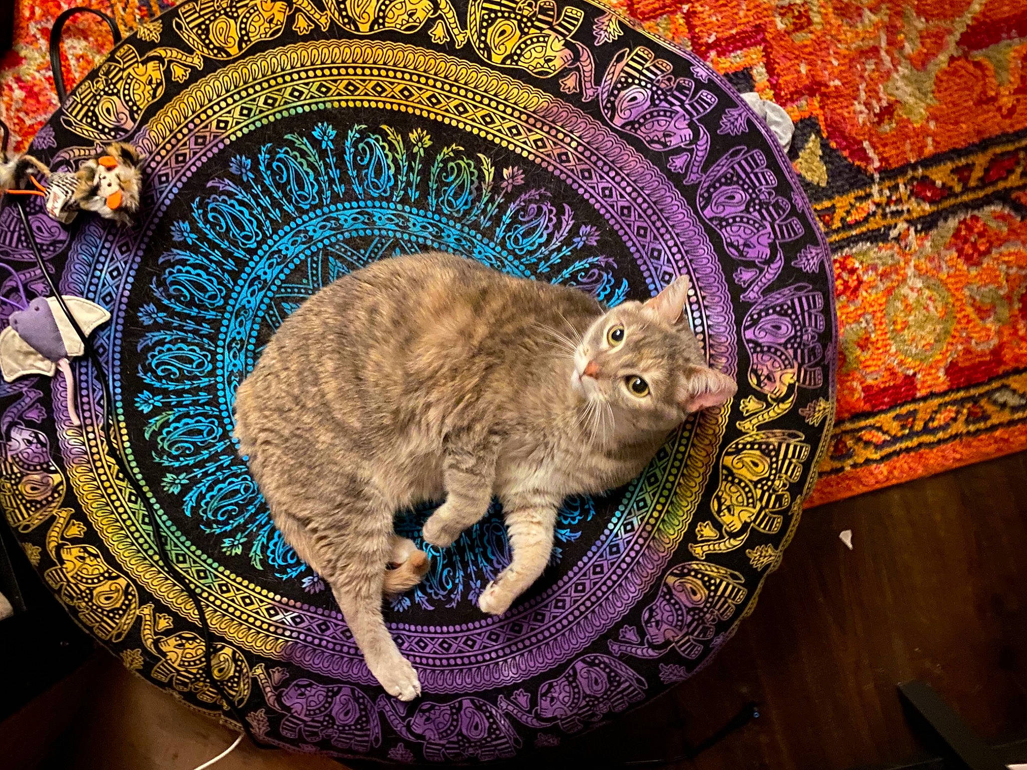 Meika is registered to the contest to win money with this photo: art, carnivore, cat, circle, domestic_short_haired_cat, eye, felidae, fur, magenta, pattern, purple, rectangle, small_to_medium_sized_cats, snout, tail, terrestrial_animal, textile, visual_arts, whiskers, wood