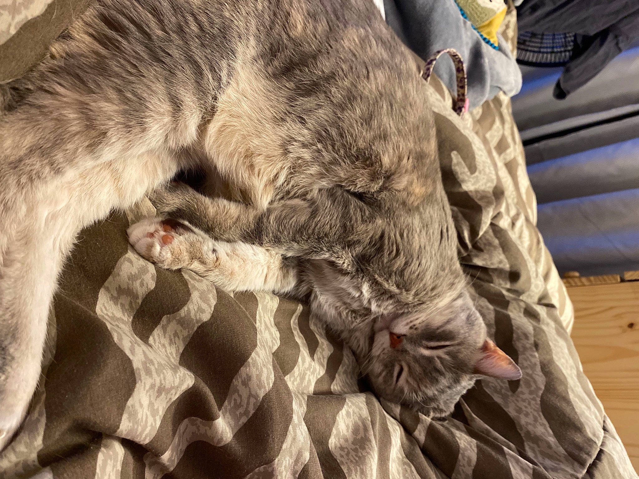 Meika is registered to the contest to win money with this photo: claw, dog_breed, domestic_short_haired_cat, felidae, fur, fur_clothing, gesture, human_leg, linens, military_camouflage, pattern, paw, small_to_medium_sized_cats, tail, terrestrial_animal, whiskers, wolf, wood