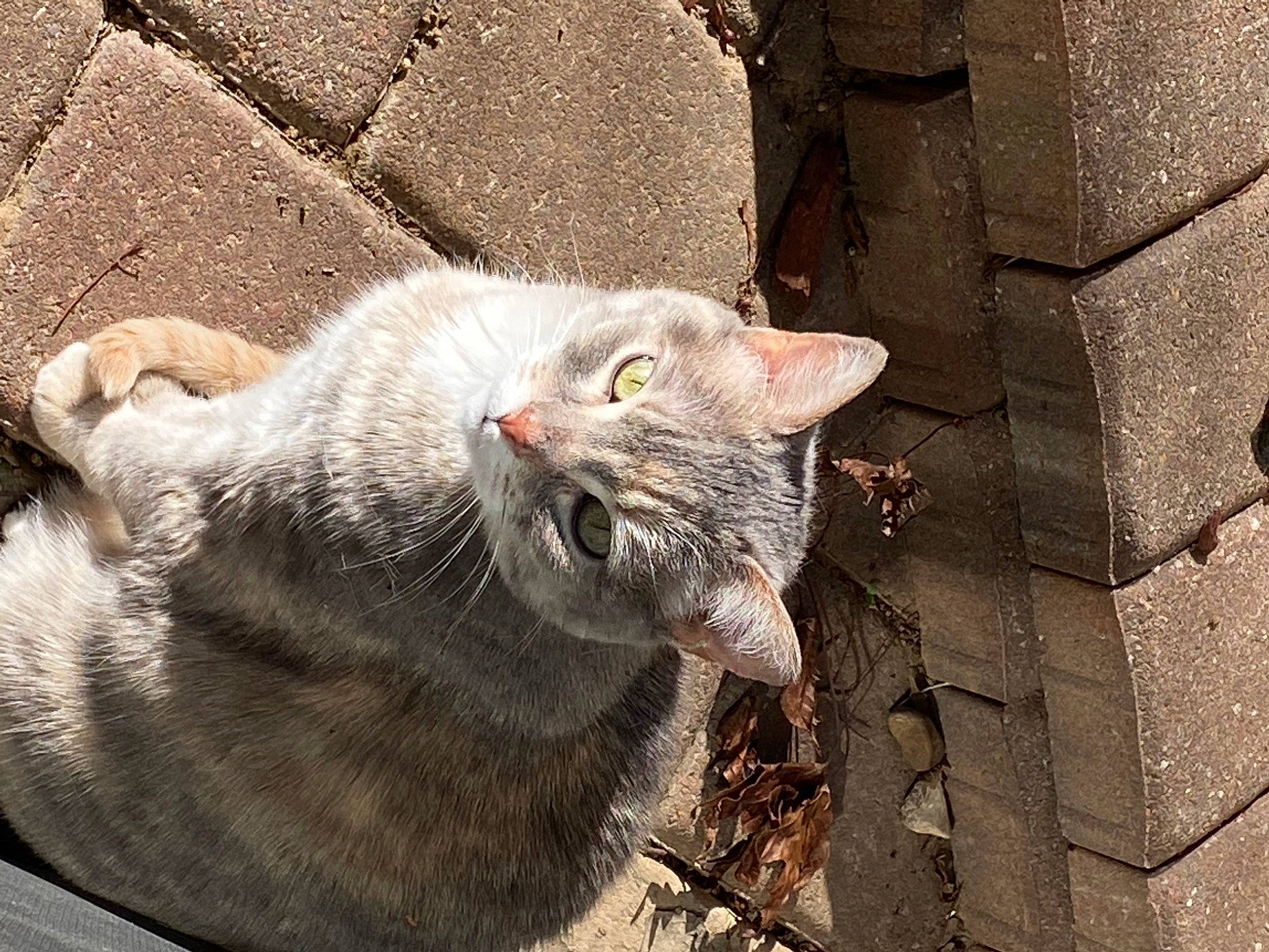 Meika joined the competition — help win amazing prizes! brick, brickwork, carnivore, cat, cobblestone, concrete, domestic_short_haired_cat, felidae, fur, grey, paw, road_surface, small_to_medium_sized_cats, snout, tail, terrestrial_animal, vertebrate, whiskers