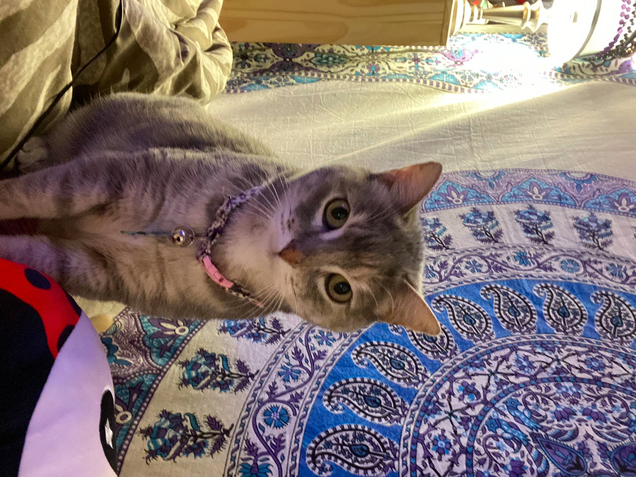 Meika joined the competition — help win amazing prizes! bed_sheet, blanket, carnivore, cat, comfort, couch, domestic_short_haired_cat, fawn, felidae, fur, grey, linens, pattern, paw, room, small_to_medium_sized_cats, tail, textile, whiskers