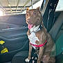 dog, brown_dog, white_paws, red_harness, car_interior, car_seat, seatbelt, sunlight, lens_flare, happy_dog, tongue_out, pet, leash, window, door_panel, reflection, sitting, indoor, vehicle, collar