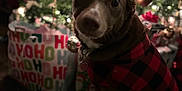 Bella Donna joined the competition — help win amazing prizes! dog, christmas_tree, holiday, ornaments, presents, gift_wrap, sweater, red_and_black, checkered, pet, festive, decorations, indoor, wood_floor, collar, heart_tag, blurred_background, warm_lighting, celebration, seasonal