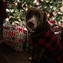 dog, christmas_tree, holiday, ornaments, presents, gift_wrap, sweater, red_and_black, checkered, pet, festive, decorations, indoor, wood_floor, collar, heart_tag, blurred_background, warm_lighting, celebration, seasonal