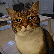 Chouquette a rejoint le concours — aidez-le/la à gagner de superbes lots ! cat, tabby_cat, close_up, indoor, pet, feline, eyes, whiskers, face, fur, curious, floor_tiles, coffee_table, living_room, domestic_animal, ears, nose, mouth, house, background