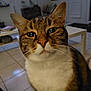 cat, tabby_cat, close_up, indoor, pet, feline, eyes, whiskers, face, fur, curious, floor_tiles, coffee_table, living_room, domestic_animal, ears, nose, mouth, house, background