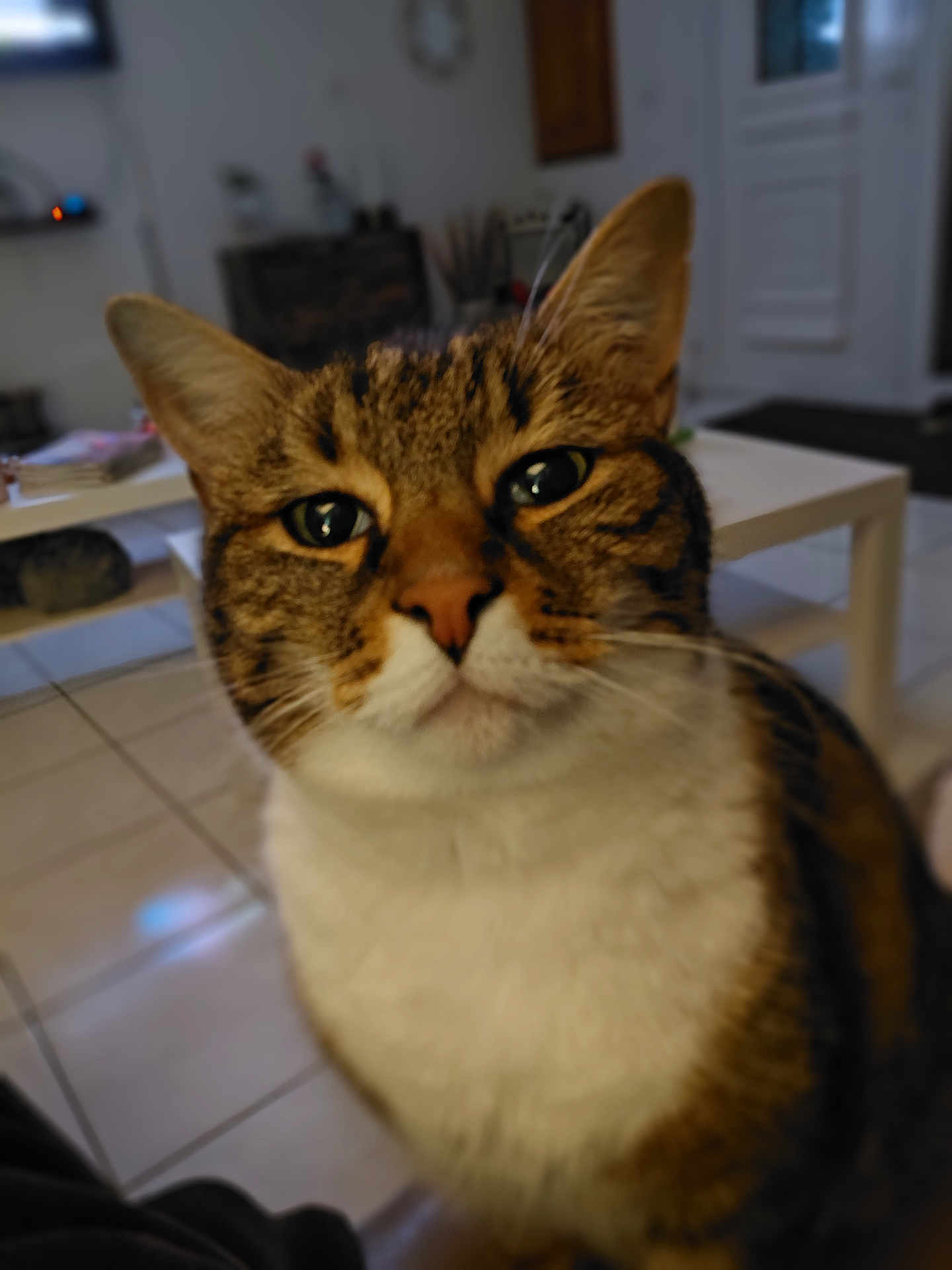 Chouquette a rejoint le concours — aidez-le/la à gagner de superbes lots ! cat, tabby_cat, close_up, indoor, pet, feline, eyes, whiskers, face, fur, curious, floor_tiles, coffee_table, living_room, domestic_animal, ears, nose, mouth, house, background