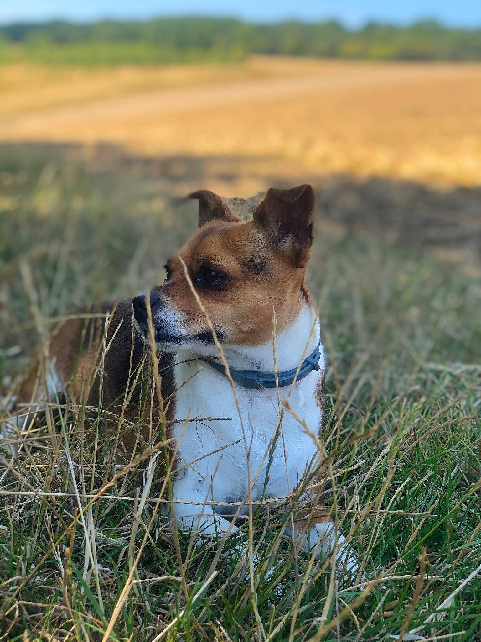 Stella a rejoint le concours — aidez-le/la à gagner de superbes lots ! carnivore, collar, companion_dog, dog, dog_breed, fawn, field, grass, grassland, landscape, natural_landscape, pasture, plant, prairie, sky, snout, terrestrial_animal, whiskers, wood, working_animal