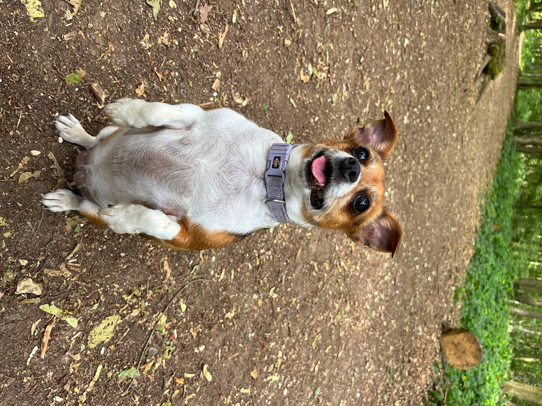 Stella participe au concours pour gagner de l'argent avec cette photo : canidae, carnivore, collar, companion_dog, dog, dog_breed, dog_collar, fawn, grass, leash, non_sporting_group, paw, pet_supply, plant, puppy, snout, soil, sporting_group, tail, working_animal
