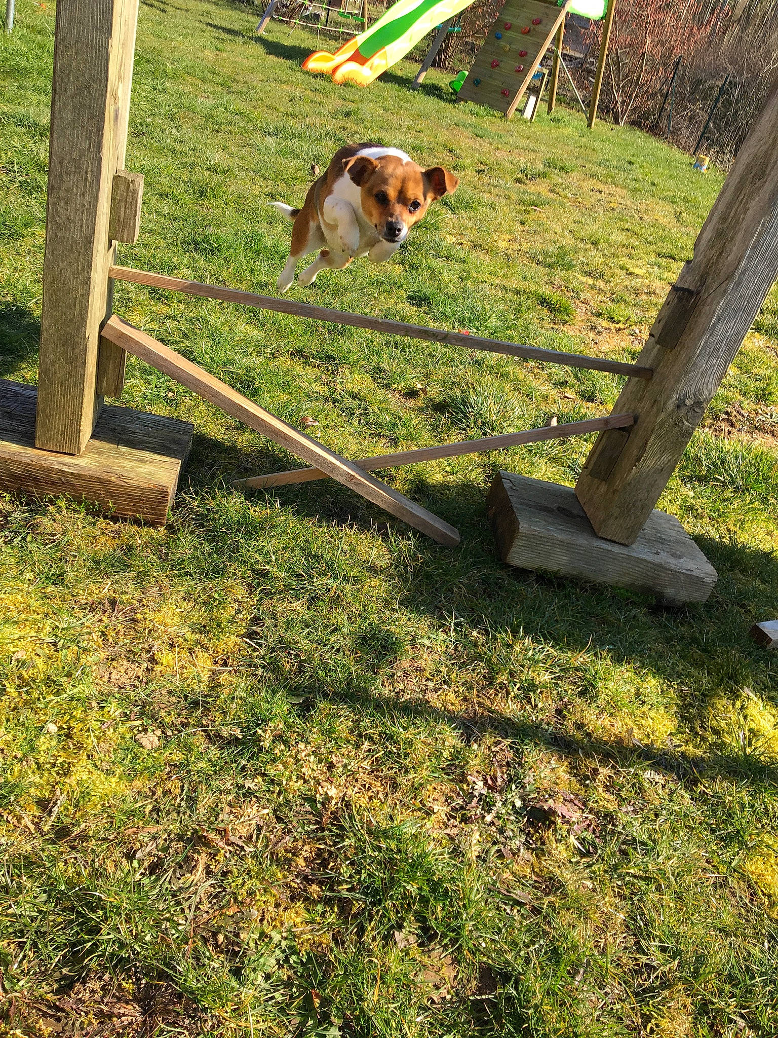 Stella participe au concours pour gagner de l'argent avec cette photo : canidae, carnivore, companion_dog, dog, dog_breed, fawn, fence, field, grass, grassland, grazing, home_fencing, landscape, pasture, plant, ranch, soil, sporting_group, wood, working_animal
