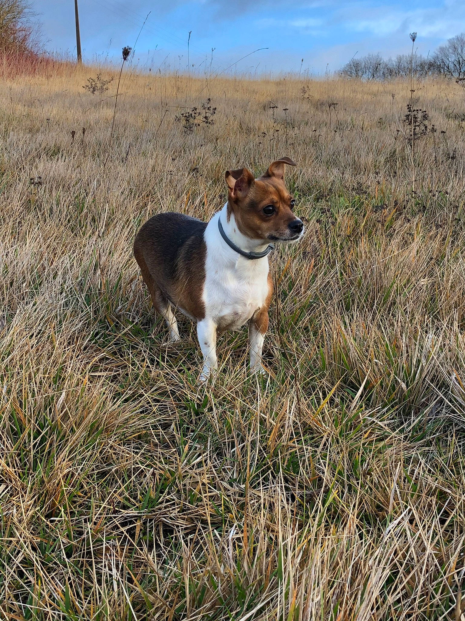 Stella a rejoint le concours — aidez-le/la à gagner de superbes lots ! canidae, carnivore, cloud, collar, companion_dog, dog, dog_breed, fawn, grass, grassland, landscape, plant, prairie, sky, sporting_group, steppe, tail, terrestrial_animal, tree, working_animal