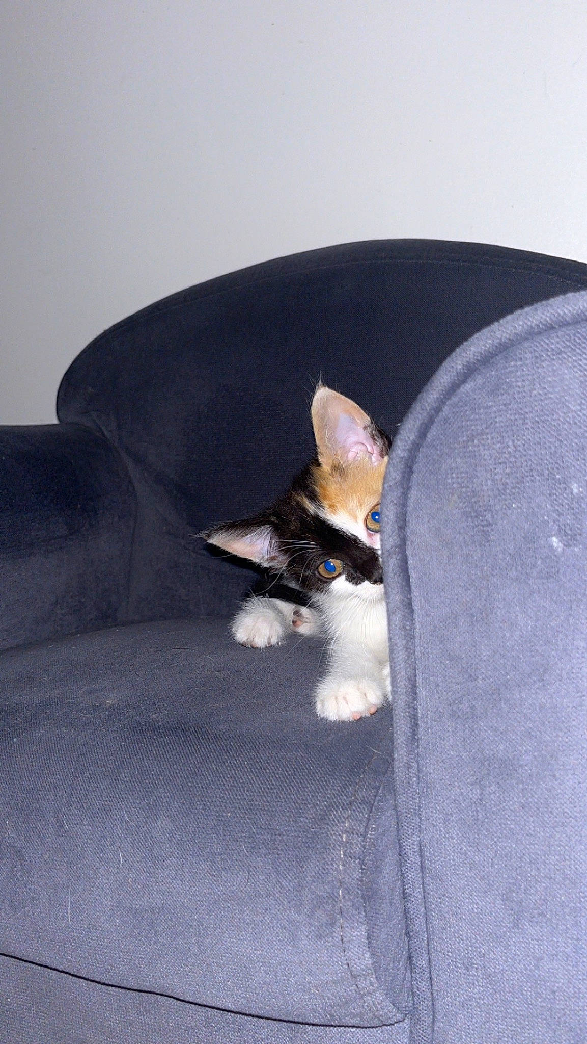 Havana participe au concours pour gagner de l'argent avec cette photo : carnivore, comfort, companion_dog, couch, denim, dog_breed, electric_blue, fashion_accessory, fawn, felidae, fur, hat, human_leg, linens, paw, sitting, sleeve, small_to_medium_sized_cats, tail, whiskers