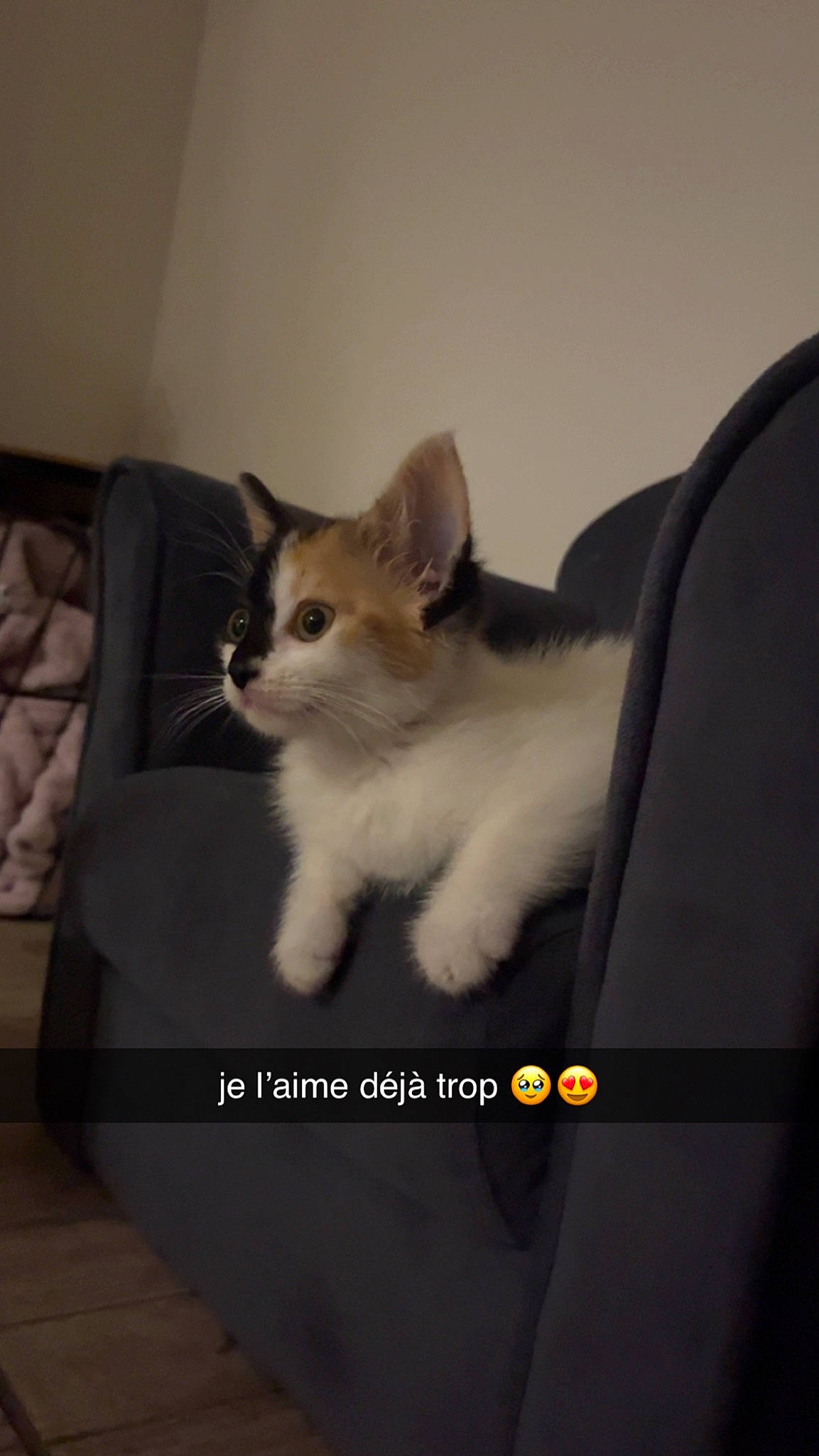 Havana a rejoint le concours — aidez-le/la à gagner de superbes lots ! box, carnivore, cat, comfort, couch, domestic_short_haired_cat, felidae, fur, paw, photo_caption, small_to_medium_sized_cats, tail, whiskers