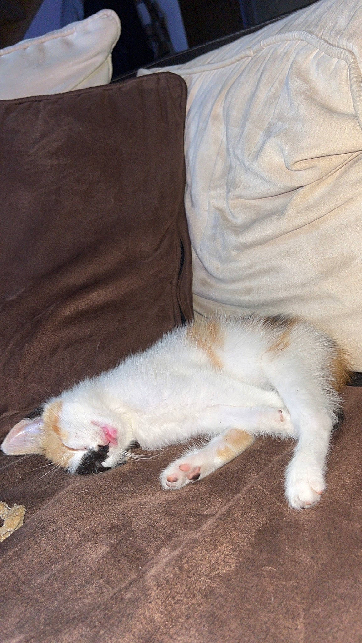 Havana a rejoint le concours — aidez-le/la à gagner de superbes lots ! bed, canidae, carnivore, cat, claw, comfort, companion_dog, couch, dog_breed, fawn, felidae, foot, fur, hardwood, linens, paw, small_to_medium_sized_cats, sporting_group, tail, whiskers