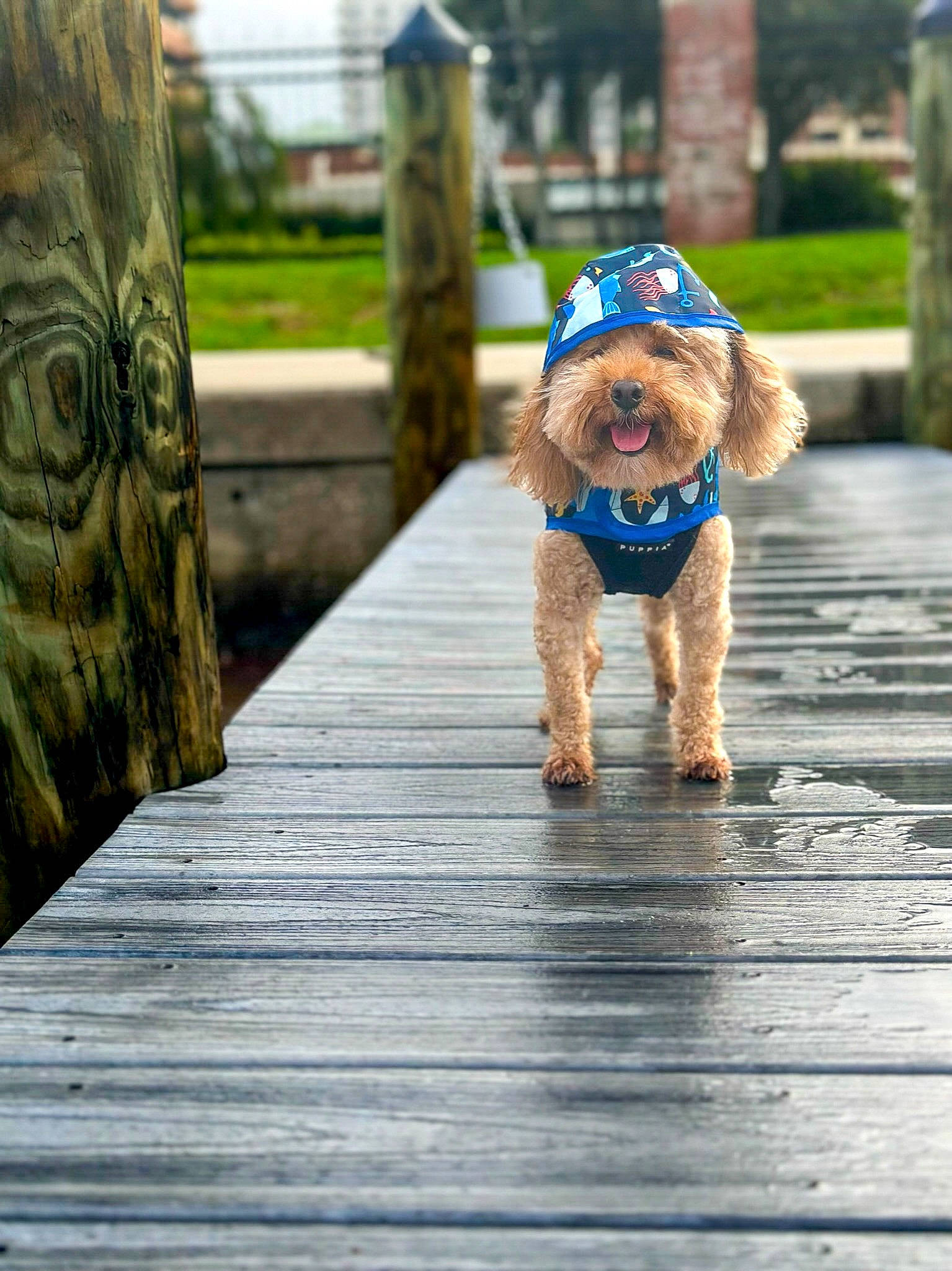 Sophie is registered to the contest to win money with this photo: asphalt, carnivore, companion_dog, dog, dog_breed, dog_supply, fawn, flooring, fun, grass, leash, leisure, pet_supply, plant, recreation, road, road_surface, sidewalk, wood, working_animal