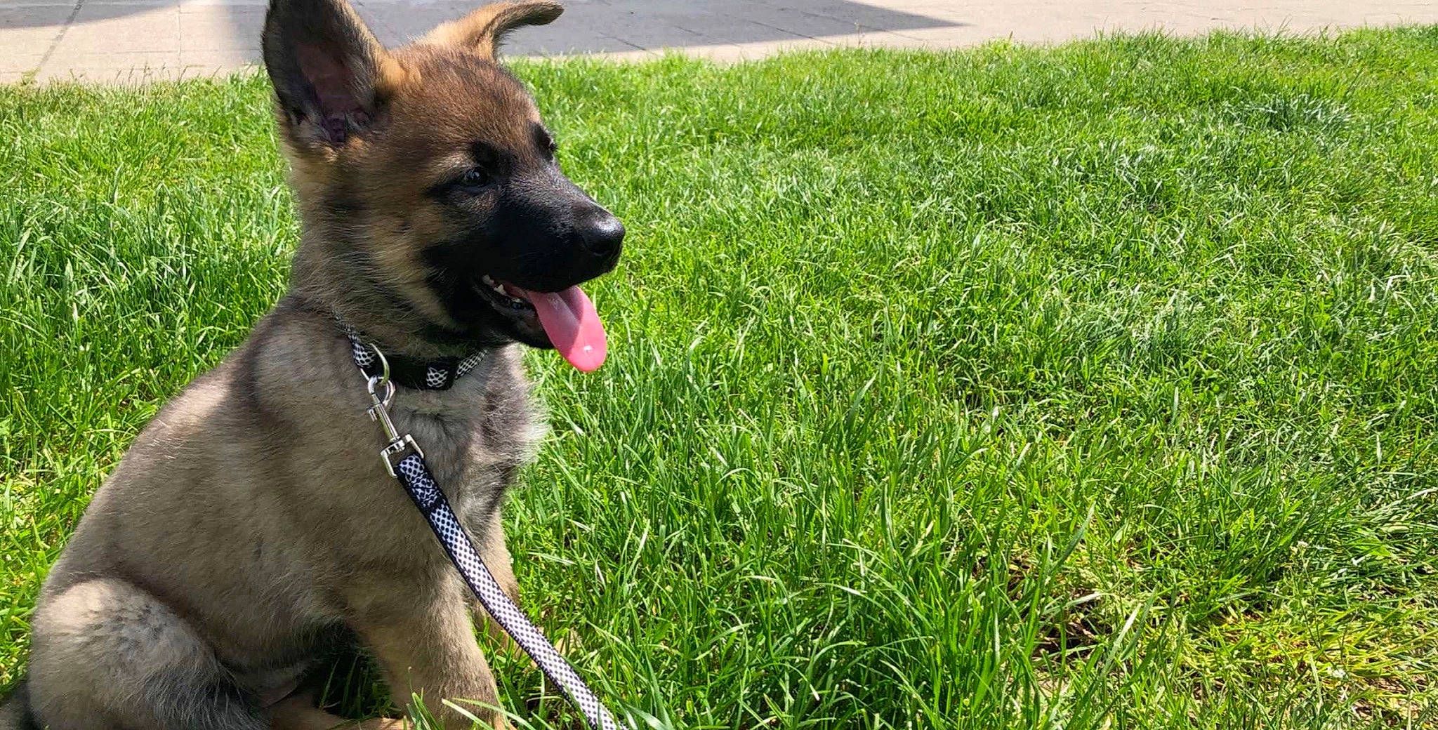 Kira a rejoint le concours — aidez-le/la à gagner de superbes lots ! belgian_shepherd, belgian_shepherd_malinois, canidae, carnivore, dog, dog_breed, east_european_shepherd, fawn, german_shepherd_dog, grass, kunming_wolfdog, mammal, old_german_shepherd_dog, rare_breed_dog, shiloh_shepherd_dog, snout, vertebrate, working_dog