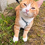 Elvis participe au concours pour gagner de l'argent avec cette photo : animal, cat, closeup, curious, cute, dirt, ears, feline, grass, greenery, ground, harness, nature, orange_cat, outdoor, pet, small_plant, squinting, whiskers, white_paws