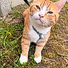animal, cat, closeup, curious, cute, dirt, ears, feline, grass, greenery, ground, harness, nature, orange_cat, outdoor, pet, small_plant, squinting, whiskers, white_paws
