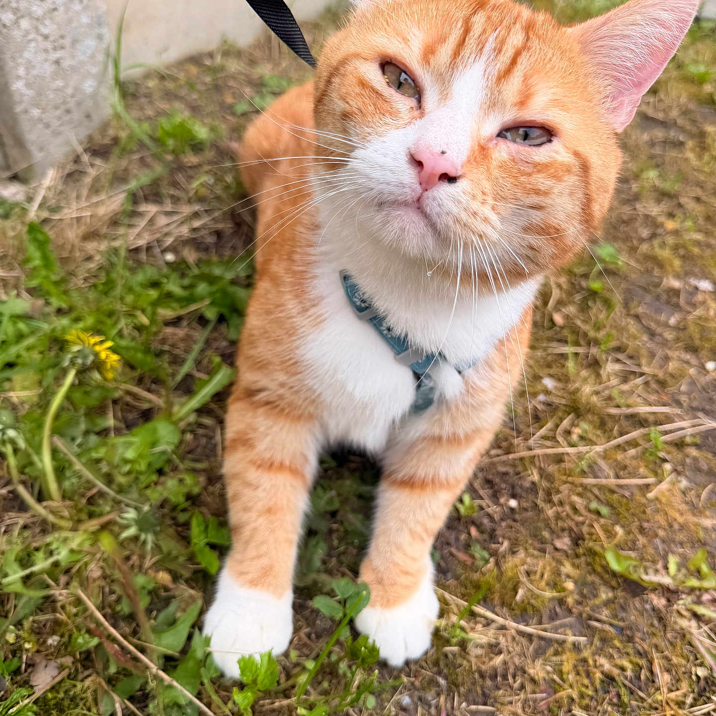 Elvis participe au concours pour gagner de l'argent avec cette photo : animal, cat, closeup, curious, cute, dirt, ears, feline, grass, greenery, ground, harness, nature, orange_cat, outdoor, pet, small_plant, squinting, whiskers, white_paws