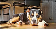Aegon participe au concours pour gagner de l'argent avec cette photo : dog, sleeping, floor, sunlight, indoor, resting, wooden_floor, black, white, brown, ears, pet, calm, relaxing, shadow, chair, modern, home, animal, quiet