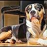 Aegon participe au concours pour gagner de l'argent avec cette photo : dog, indoor, sunlight, floor, wooden_floor, lounge, black_and_tan, pet, canine, relaxed, chair, kitchen, modern, shadow, home, animal, resting, portrait, daylight, domestic