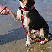Aegon participe au concours pour gagner de l'argent avec cette photo : dog, beach, sand, ocean, waves, collar, leash, paw, hand, sky, water, animal, pet, outdoor, sunlight, shore, trust, companionship, nature, playful