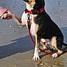 dog, beach, sand, ocean, waves, collar, leash, paw, hand, sky, water, animal, pet, outdoor, sunlight, shore, trust, companionship, nature, playful