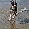 dog, beach, water, sand, reflection, waves, outdoor, animal, pet, running, motion, happy, sky, coast, shore, daytime, playful, canine, nature, leash