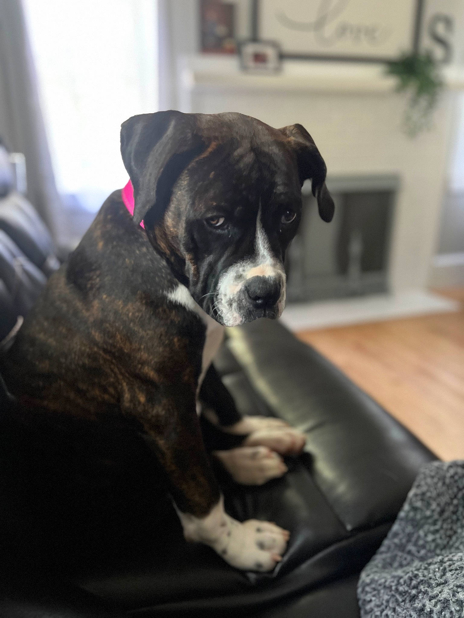 Suki joined the competition — help win amazing prizes! bored, carnivore, comfort, companion_dog, dog, dog_breed, fawn, guard_dog, non_sporting_group, snout, sporting_group, whiskers, window, working_animal, working_dog