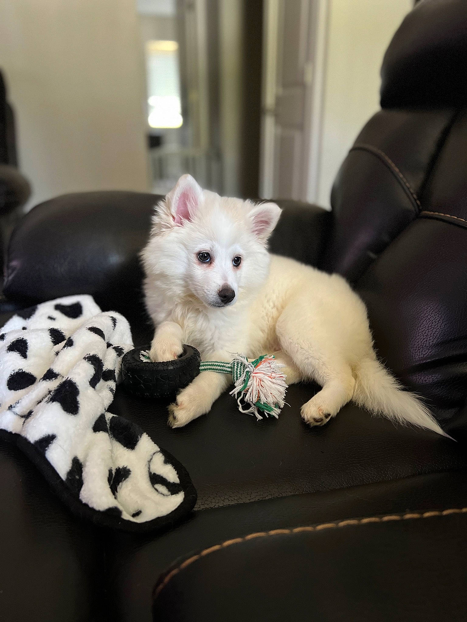 Ashton is registered to the contest to win money with this photo: canidae, carnivore, comfort, companion_dog, couch, dog, dog_breed, dog_supply, fawn, felidae, flooring, fur, paw, small_to_medium_sized_cats, snout, sporting_group, tail, toy_dog, whiskers, working_animal