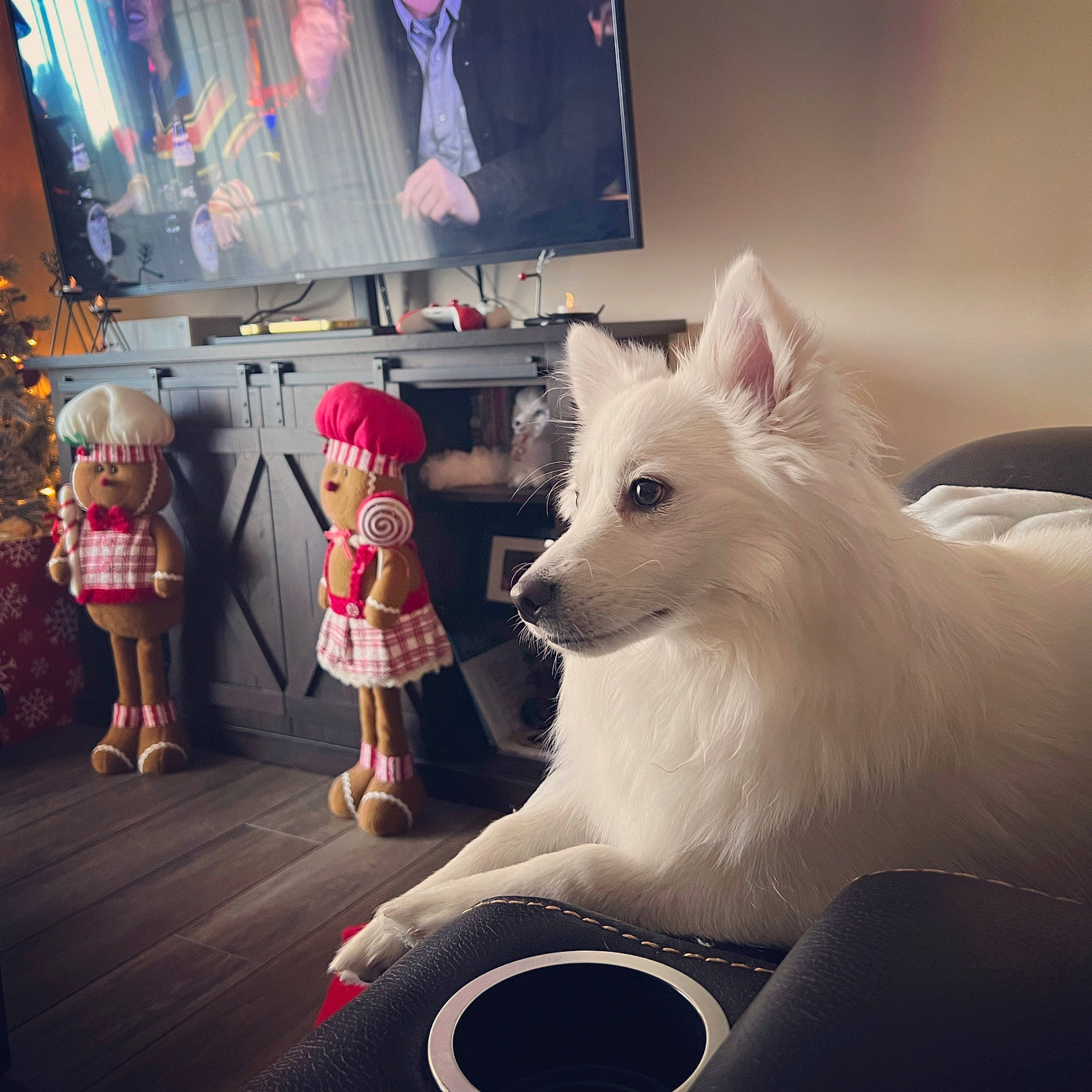 Ashton is registered to the contest to win money with this photo: carnivore, companion_dog, cool, display_device, dog, dog_breed, entertainment, event, fashion_design, flooring, fur, metal, music_venue, room, selfie, square, television, toy, toy_dog, whiskers